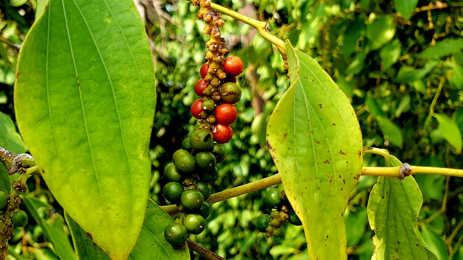 The world’s best pepper, straight from Cambodia